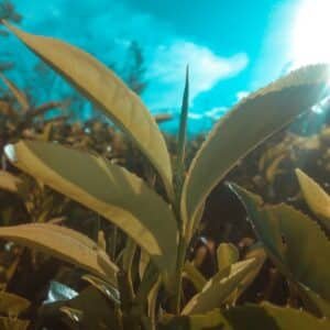 Photo Green tea leaves