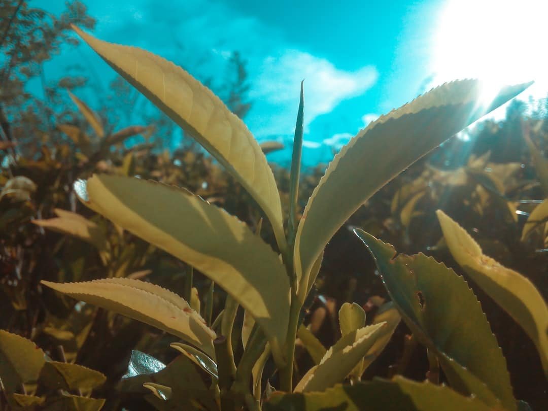 Photo Green tea leaves