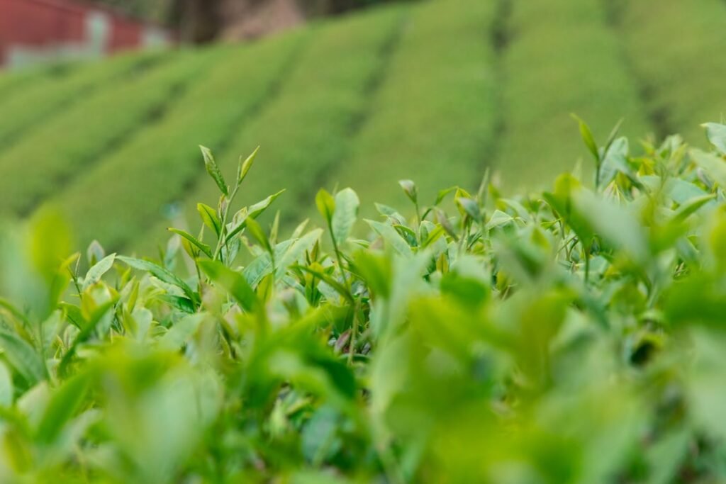 Photo Green tea