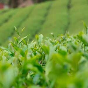 Photo Green tea