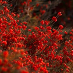 Photo Ephedra plant