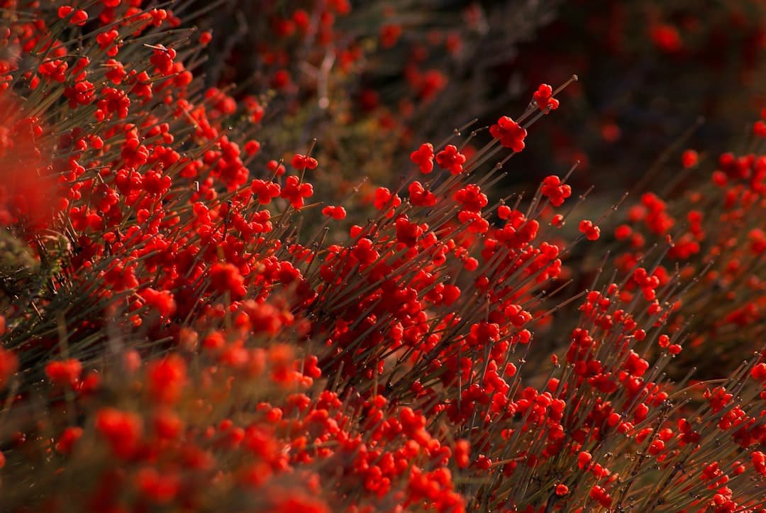 Photo Ephedra plant