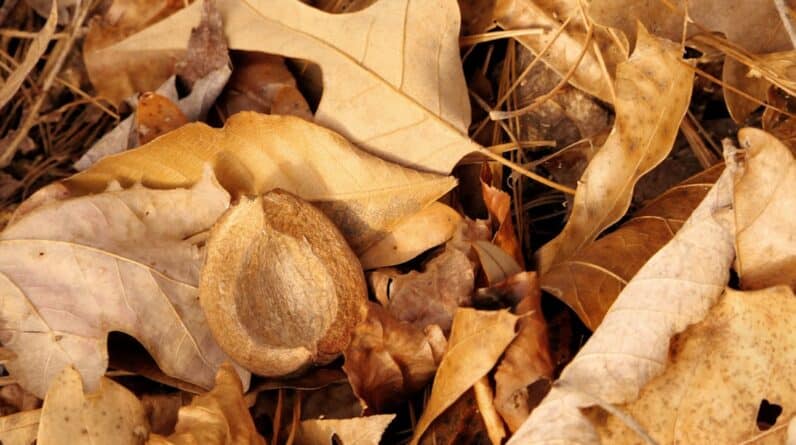 Photo Abdominal crunches