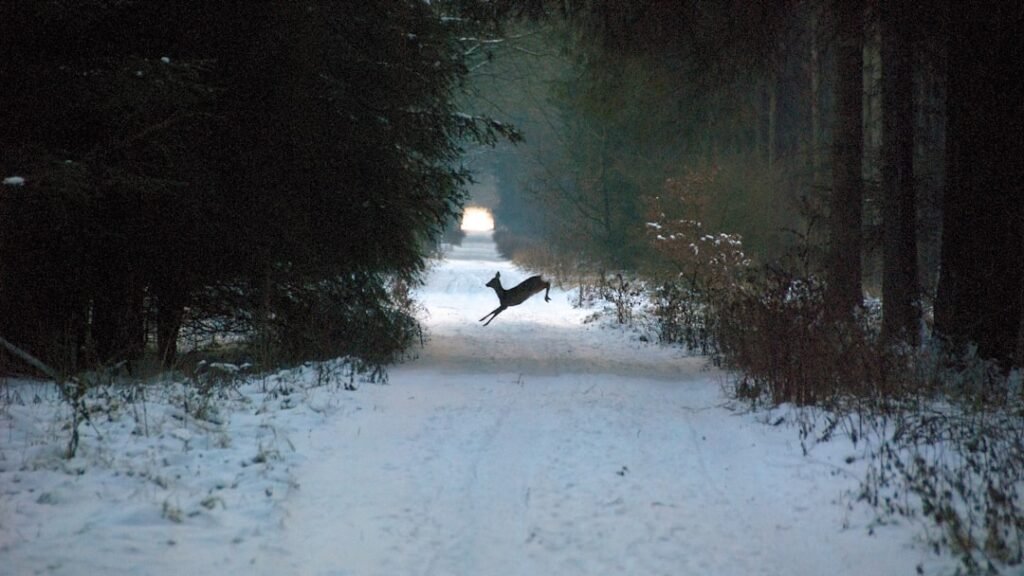 Photo Jump squats