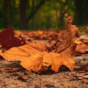 Photo Abdominal crunches