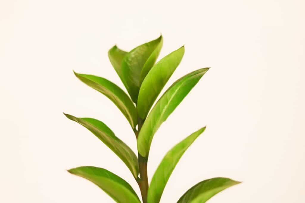 Photo Green Tea Fat Burner