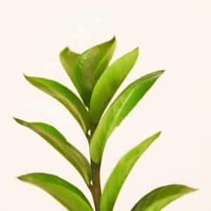 Photo Green Tea Fat Burner