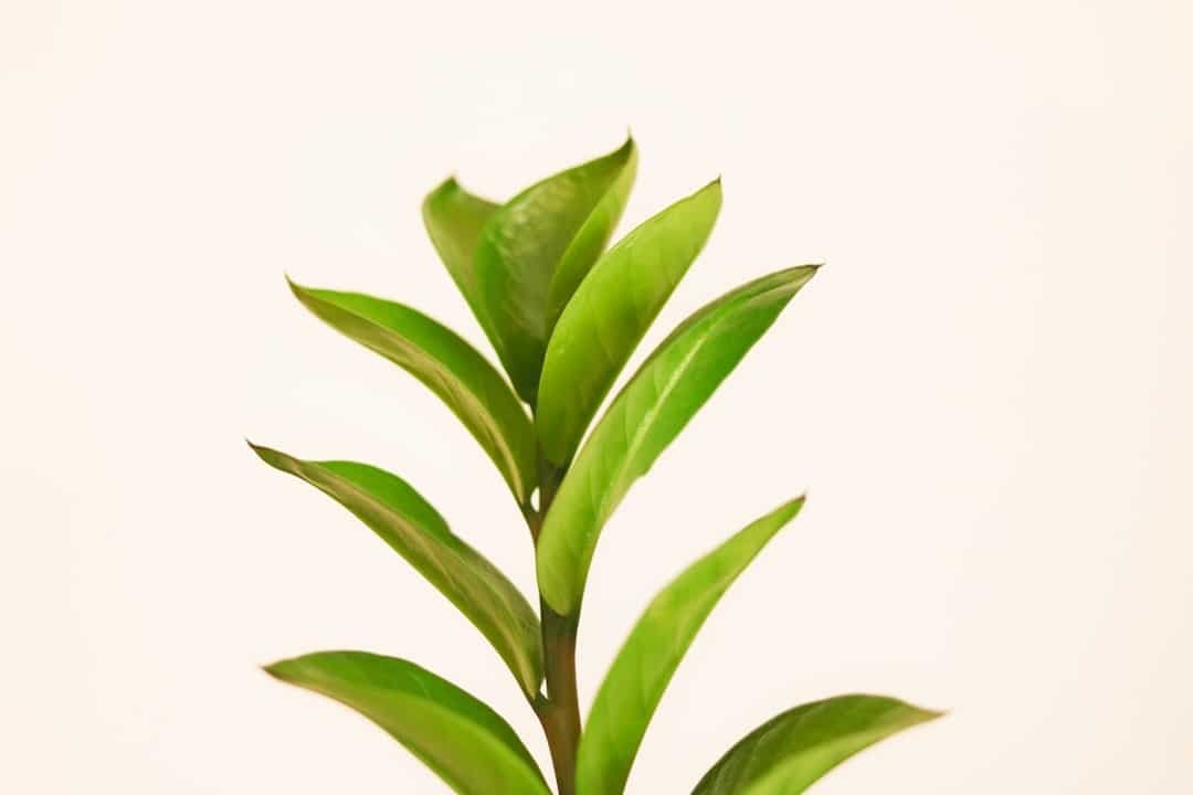 Photo Green Tea Fat Burner