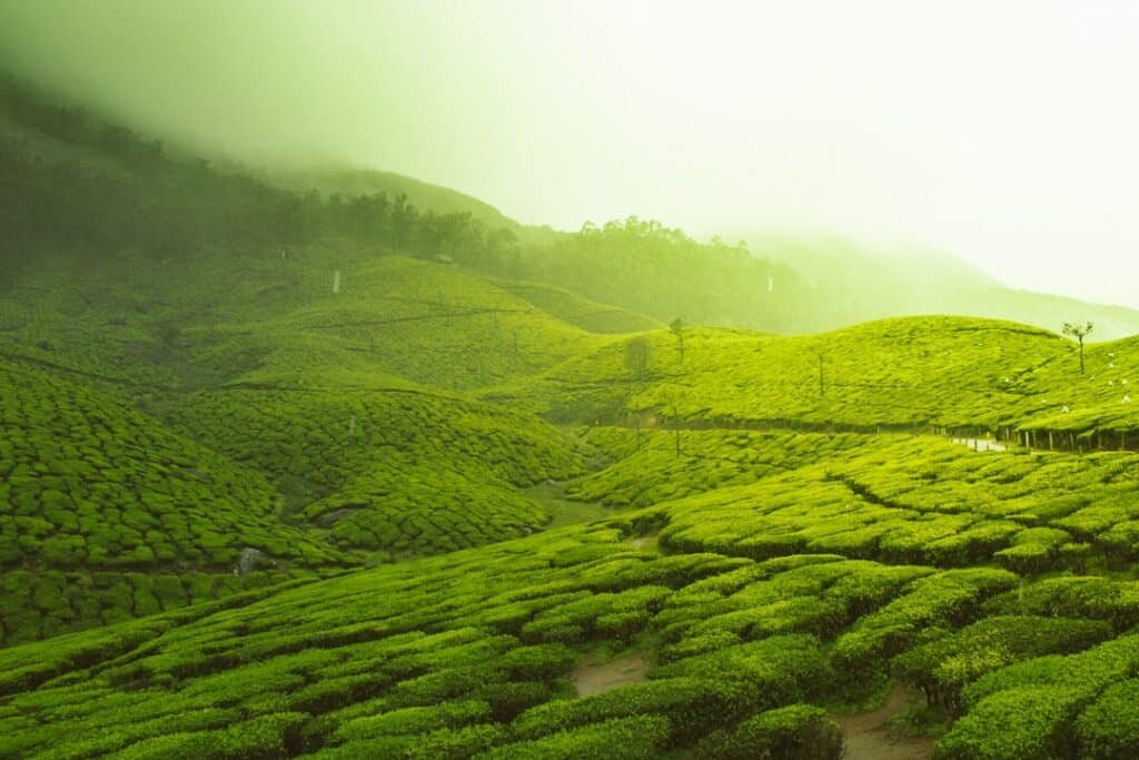 Photo Green Tea Extract