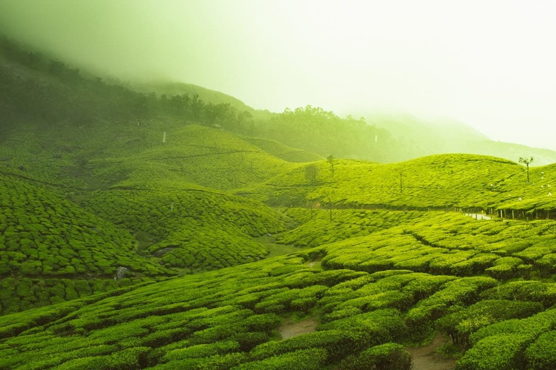 Photo Green Tea Extract