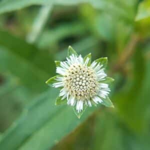 Photo Ayurvedic Remedies