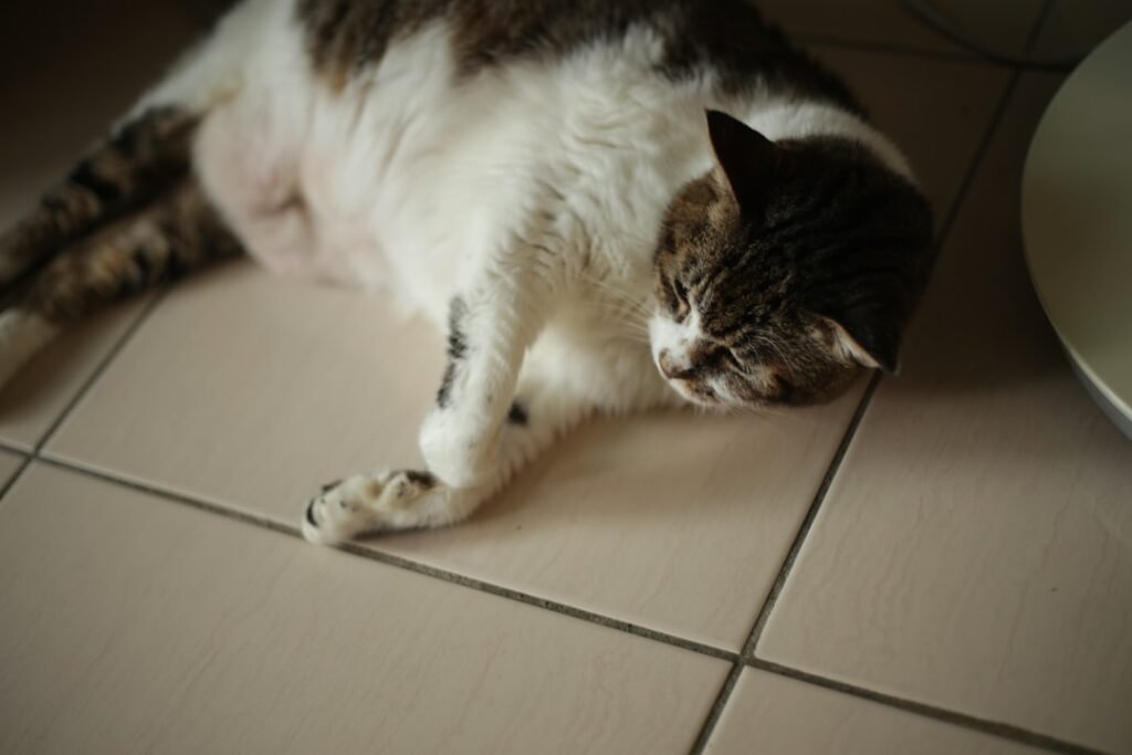 Photo Belly Fat Burner
