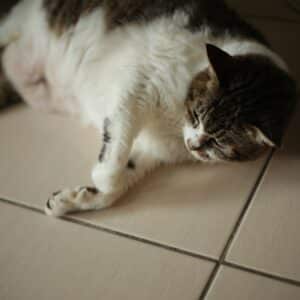 Photo Belly Fat Burner