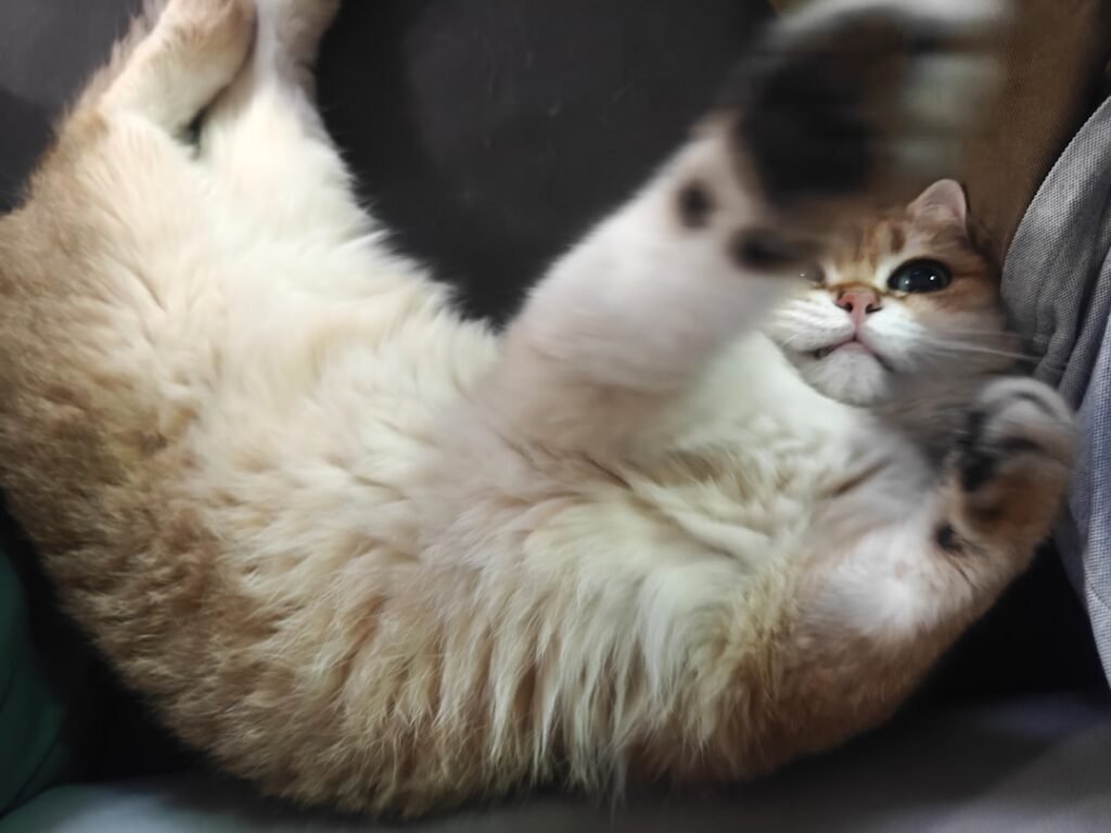 Photo Fat Belly Burner