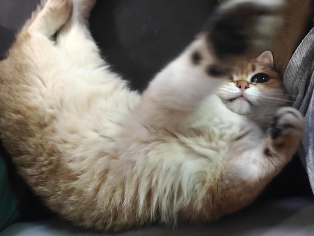 Photo Fat Belly Burner