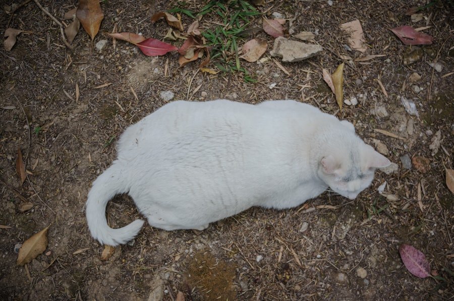 Photo Fat Belly Burner