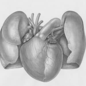 Photo Fat Burner Heart Rate