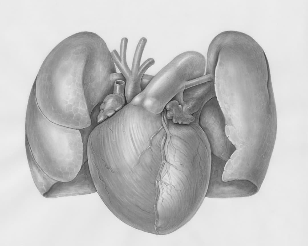 Photo Fat Burner Heart Rate