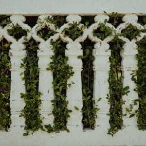 Photo Fat Burner Herbs